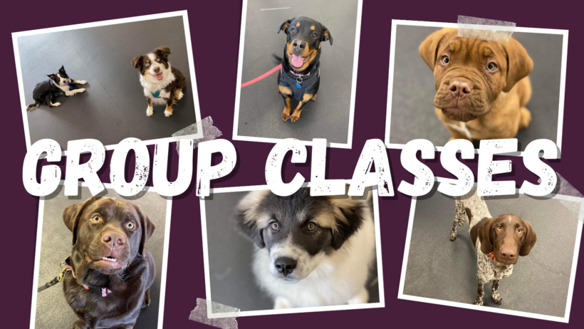 how much is a puppy training class