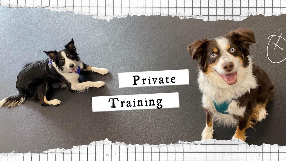 Dog Behavioral Training Grand Rapids MI Private Dog Training